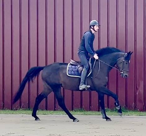 Cavalla BWP Cavallo da Sangue Belgio In vendita 2018 Baio scuro