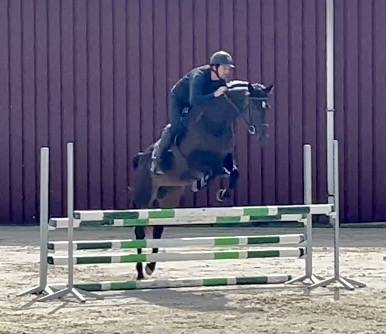 Cavalla BWP Cavallo da Sangue Belgio In vendita 2018 Baio scuro
