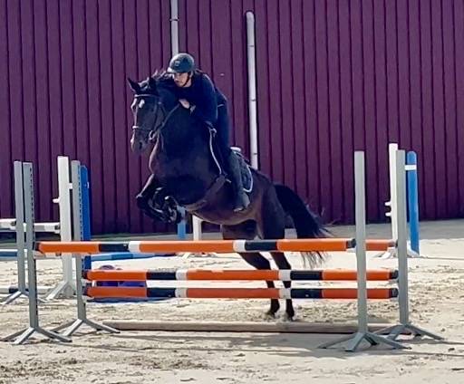 Cavalla BWP Cavallo da Sangue Belgio In vendita 2018 Baio scuro