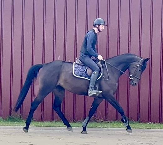Cavalla BWP Cavallo da Sangue Belgio In vendita 2018 Baio scuro