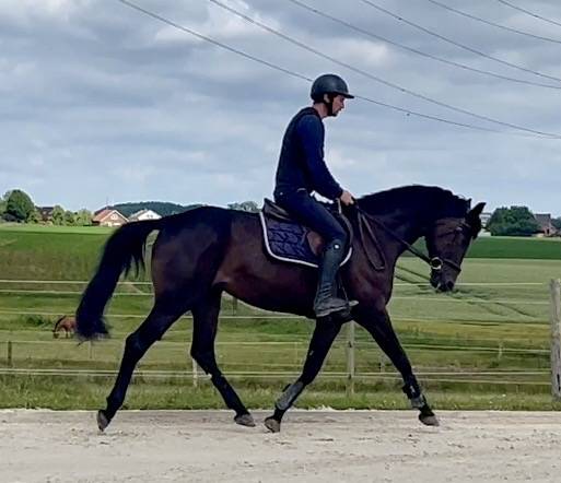 Cavalla BWP Cavallo da Sangue Belgio In vendita 2018 Baio scuro