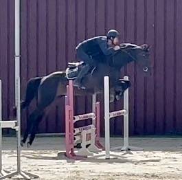 Cavalla BWP Cavallo da Sangue Belgio In vendita 2018 Baio scuro