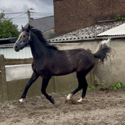Castrone sBs Cavallo da Sport Belgio In vendita 2023 Grigio