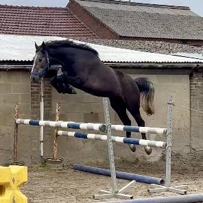 Castrone sBs Cavallo da Sport Belgio In vendita 2023 Grigio