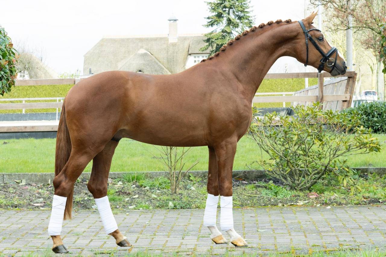 KWPN castrone di 5 anni - dressage - ottima opportunita