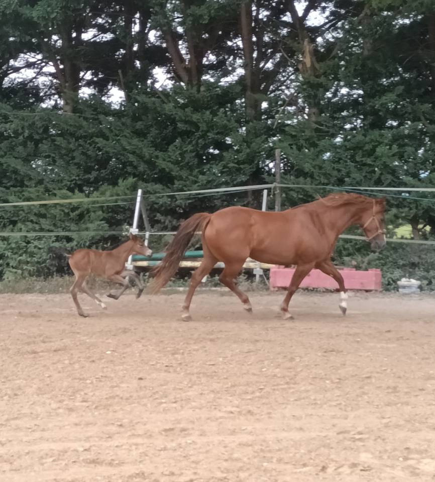 Cavalla PFS Pony Francese da Sella In vendita 2017 Sauro ,  Blue tinka Tilia