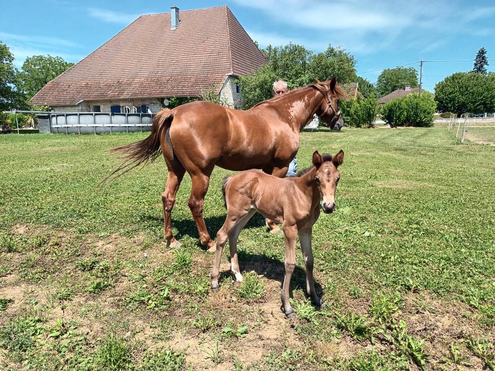 Cavalla PFS Pony Francese da Sella In vendita 2017 Sauro ,  Blue tinka Tilia