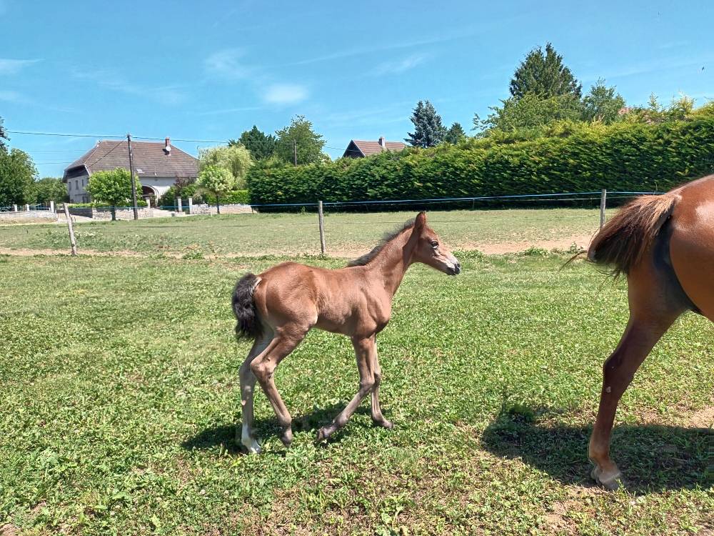 Cavalla PFS Pony Francese da Sella In vendita 2017 Sauro ,  Blue tinka Tilia