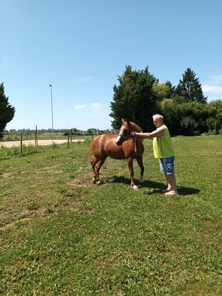 Cavalla PFS Pony Francese da Sella In vendita 2017 Sauro ,  Blue tinka Tilia
