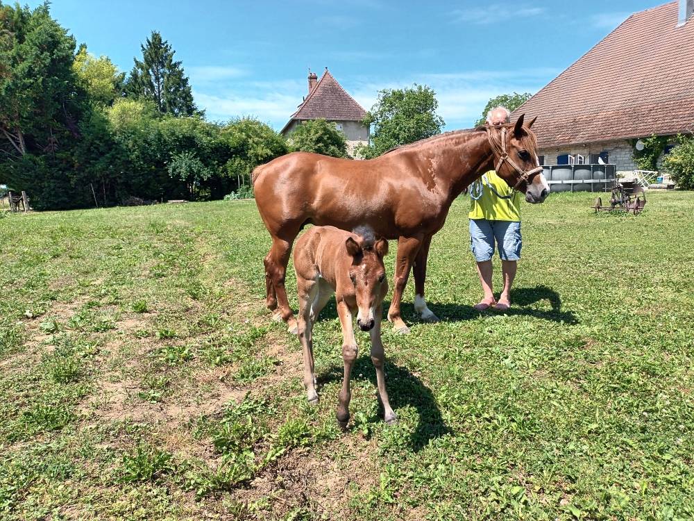 Cavalla PFS Pony Francese da Sella In vendita 2017 Sauro ,  Blue tinka Tilia