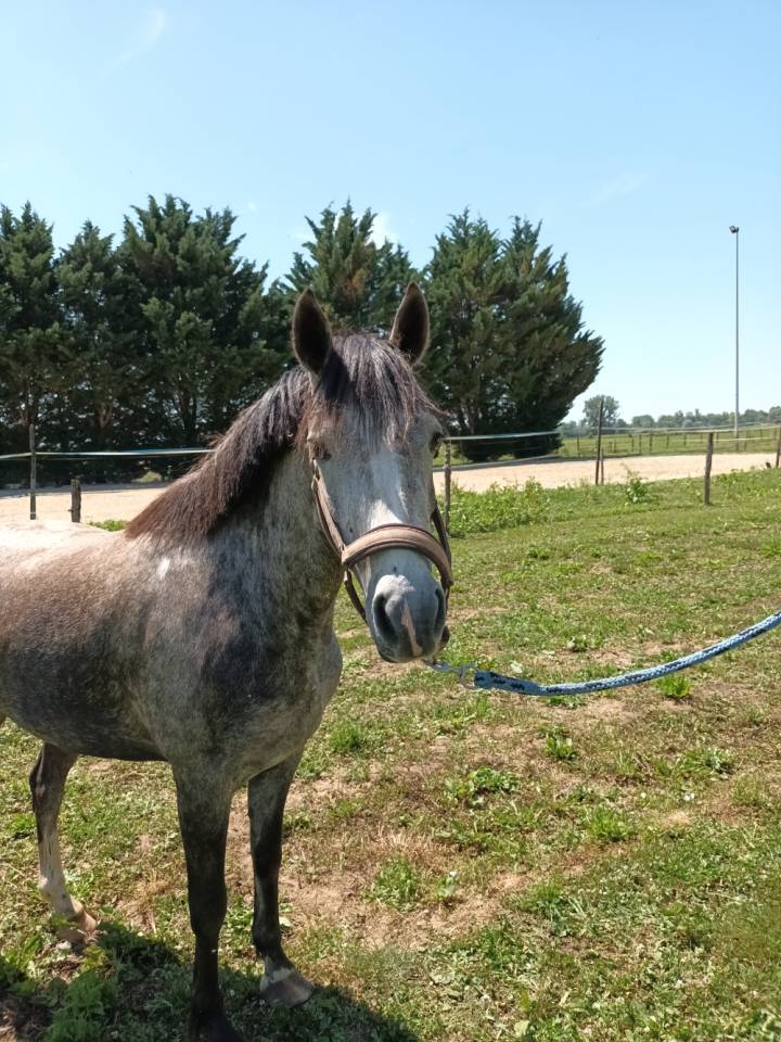 Cavalla Welsh Part Bred In vendita 2022 Grigio ,  Oc&eacute;an du levant