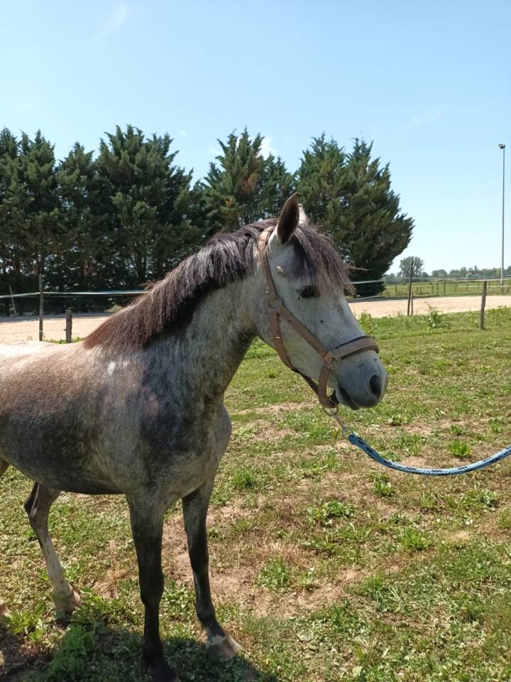 Cavalla Welsh Part Bred In vendita 2022 Grigio ,  Oc&eacute;an du levant