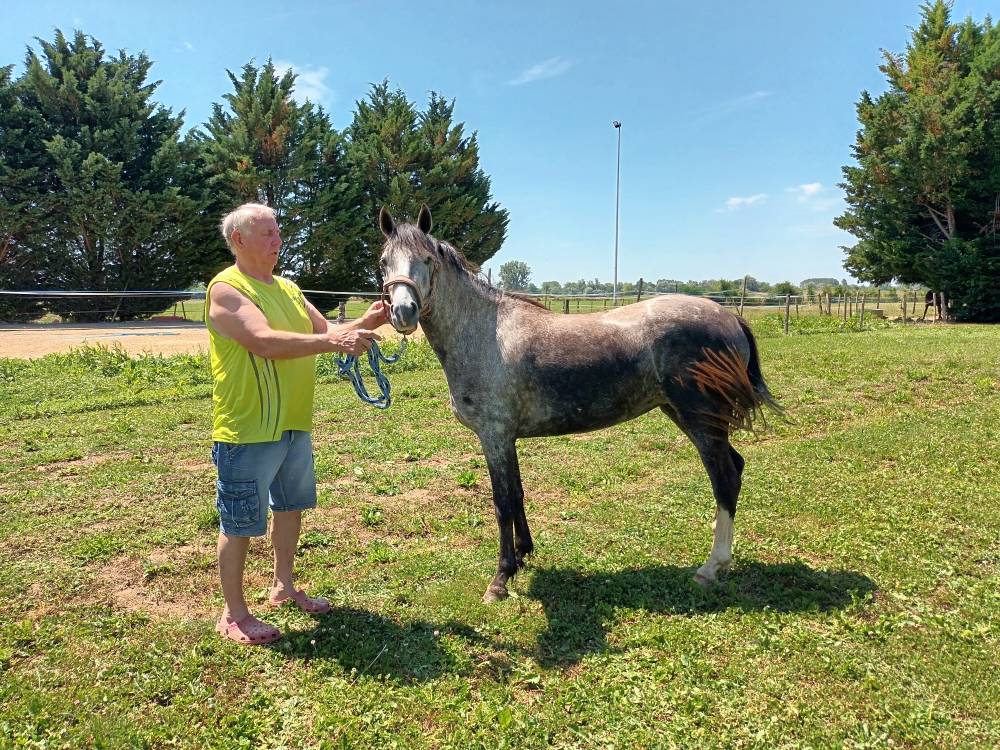 Cavalla Welsh Part Bred In vendita 2022 Grigio ,  Oc&eacute;an du levant