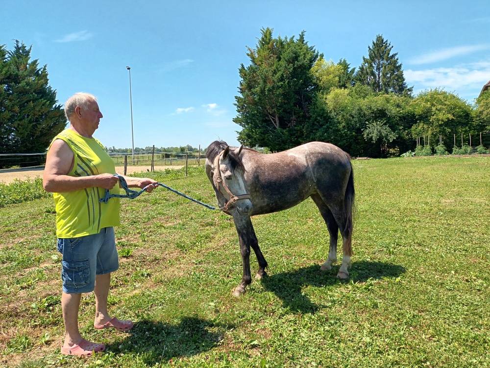 Cavalla Welsh Part Bred In vendita 2022 Grigio ,  Oc&eacute;an du levant