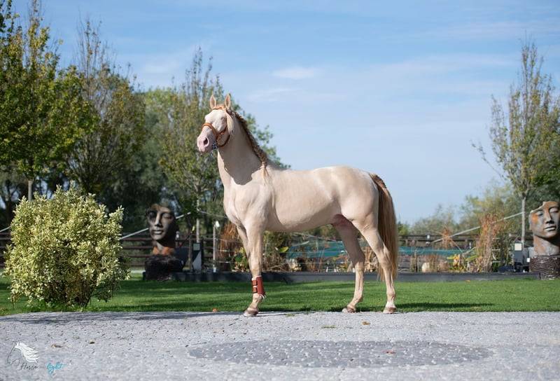 Castrone Lusitano In vendita 2012 Crema ,  SULTAO