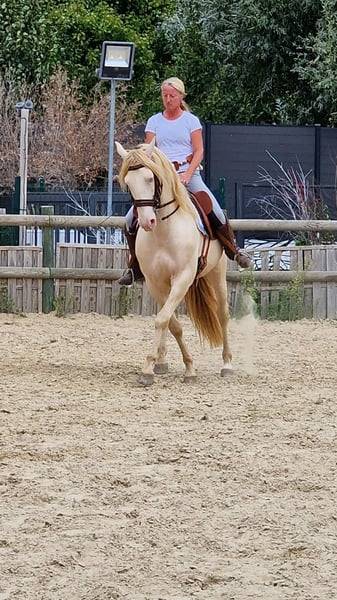 Castrone Lusitano In vendita 2012 Crema ,  SULTAO