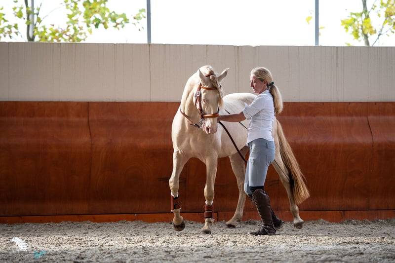Castrone Lusitano In vendita 2012 Crema ,  SULTAO