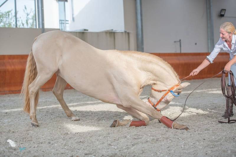 Castrone Lusitano In vendita 2012 Crema ,  SULTAO