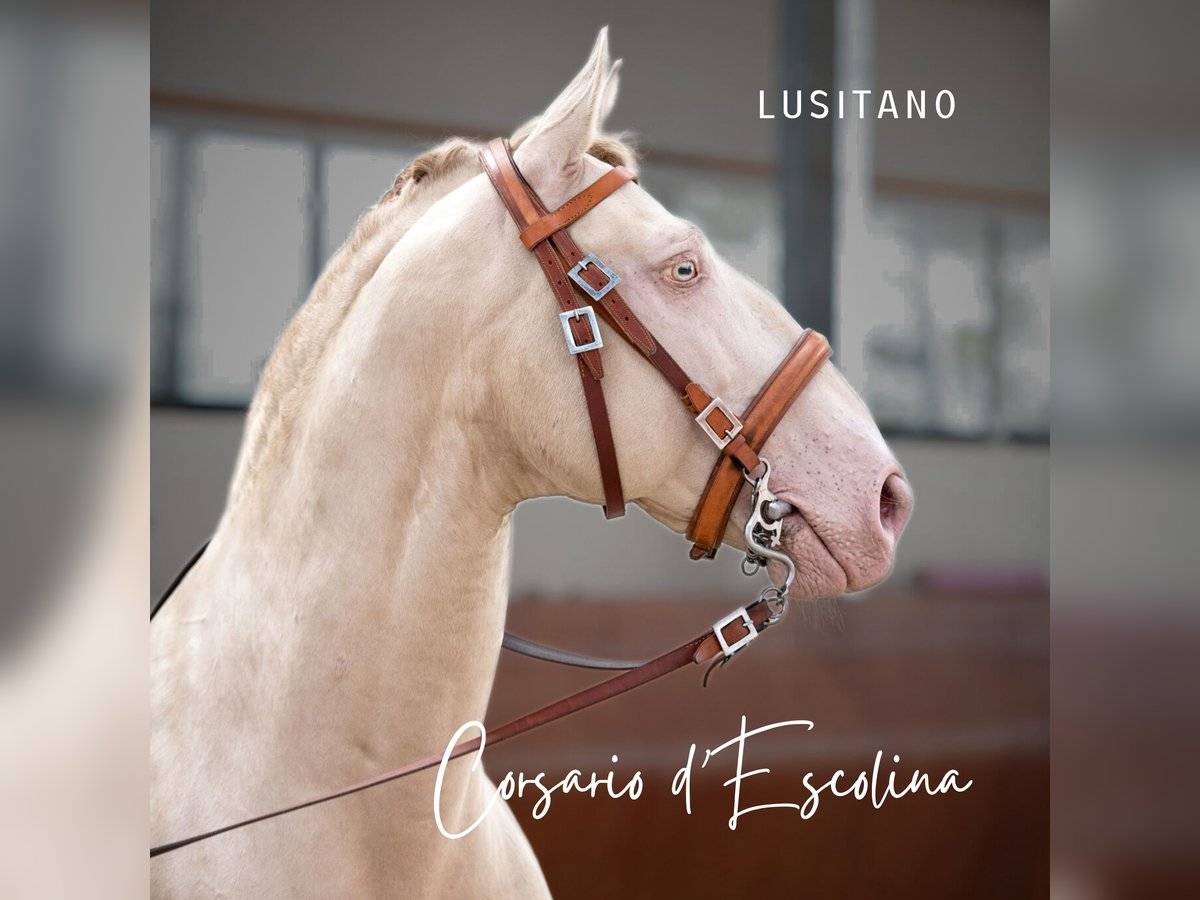 Castrone Lusitano In vendita 2012 Crema ,  SULTAO