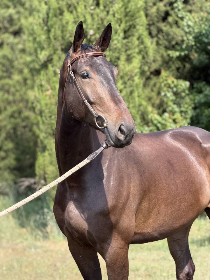 Castrone Sella Francese In vendita 2020 Nero