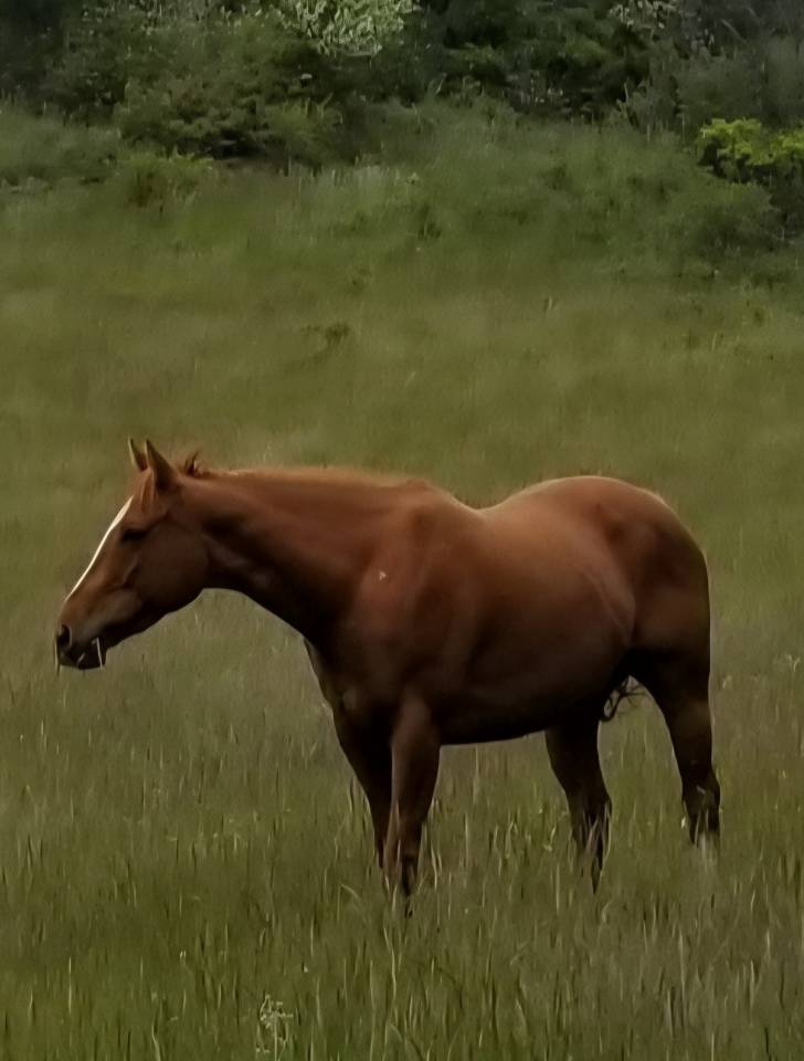 Cavalla Purosangue In vendita 2020 Sauro ,  Dariyan