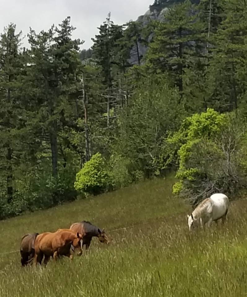 Cavalla Purosangue In vendita 2020 Sauro ,  Dariyan
