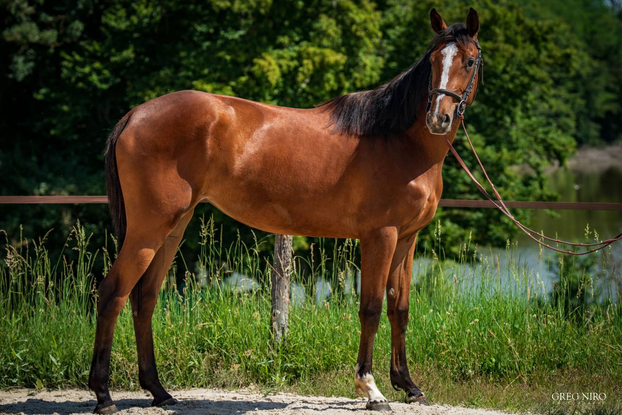 Puledra Cavallo da Sella In vendita 2024 Sauro ,  Indian Dafodil
