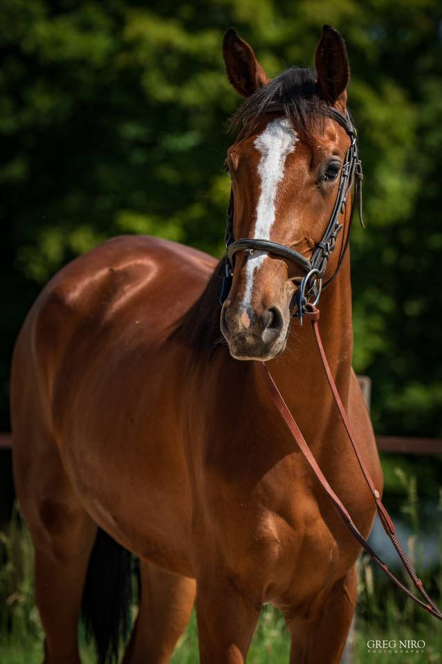 Puledra Cavallo da Sella In vendita 2024 Sauro ,  Indian Dafodil