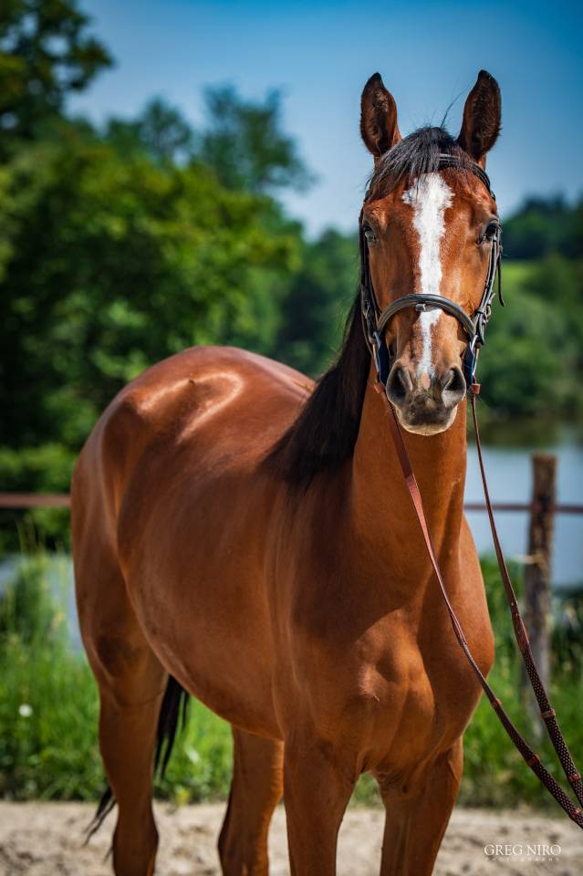 Puledra Cavallo da Sella In vendita 2024 Sauro ,  Indian Dafodil