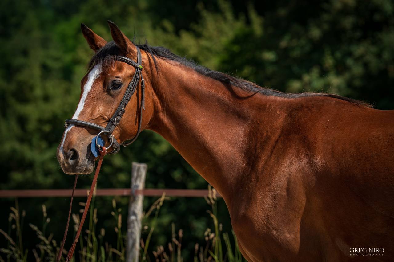 Puledra Cavallo da Sella In vendita 2024 Sauro ,  Indian Dafodil