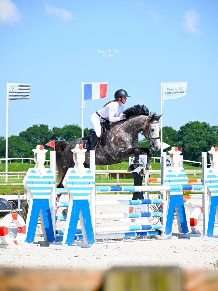 Intero Sella Francese In vendita 2026 Sauro ,  check in