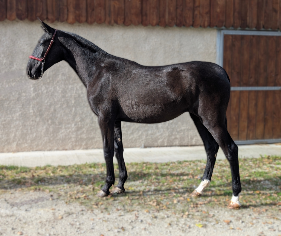 Cavalla PRE Andaluso In vendita 2024 Nero ,  LL CAMPO GRANDE