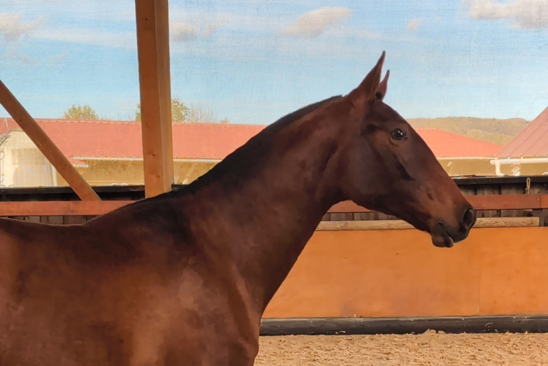 Cavalla PRE Andaluso In vendita 2024 Baio ,  ABANICO SG
