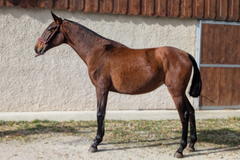 Cavalla PRE Andaluso In vendita 2024 Baio ,  ABANICO SG