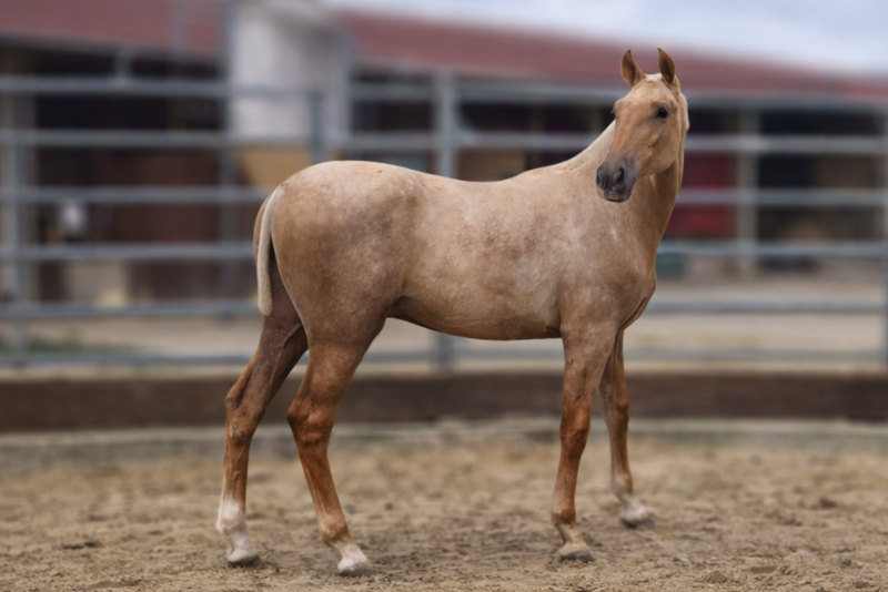 Puledro PRE Andaluso In vendita 2025 Palomino ,  MALVERDE FP