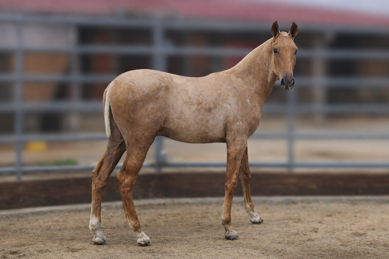 Puledro PRE Andaluso In vendita 2025 Palomino ,  MALVERDE FP