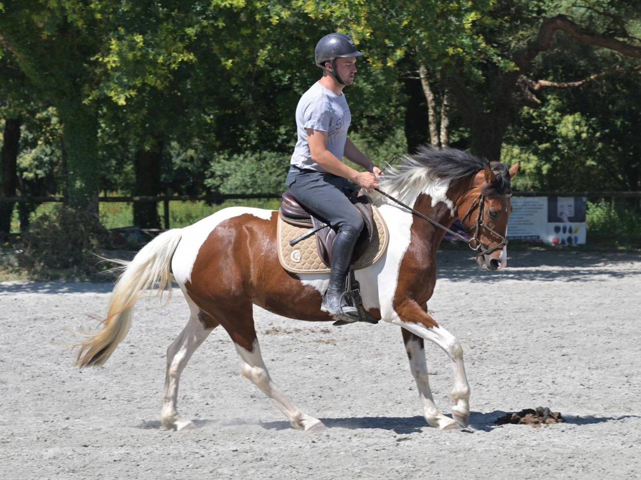 Cavalla Zangersheide In vendita 2021 Pezzato ,  Offspring van den heuval