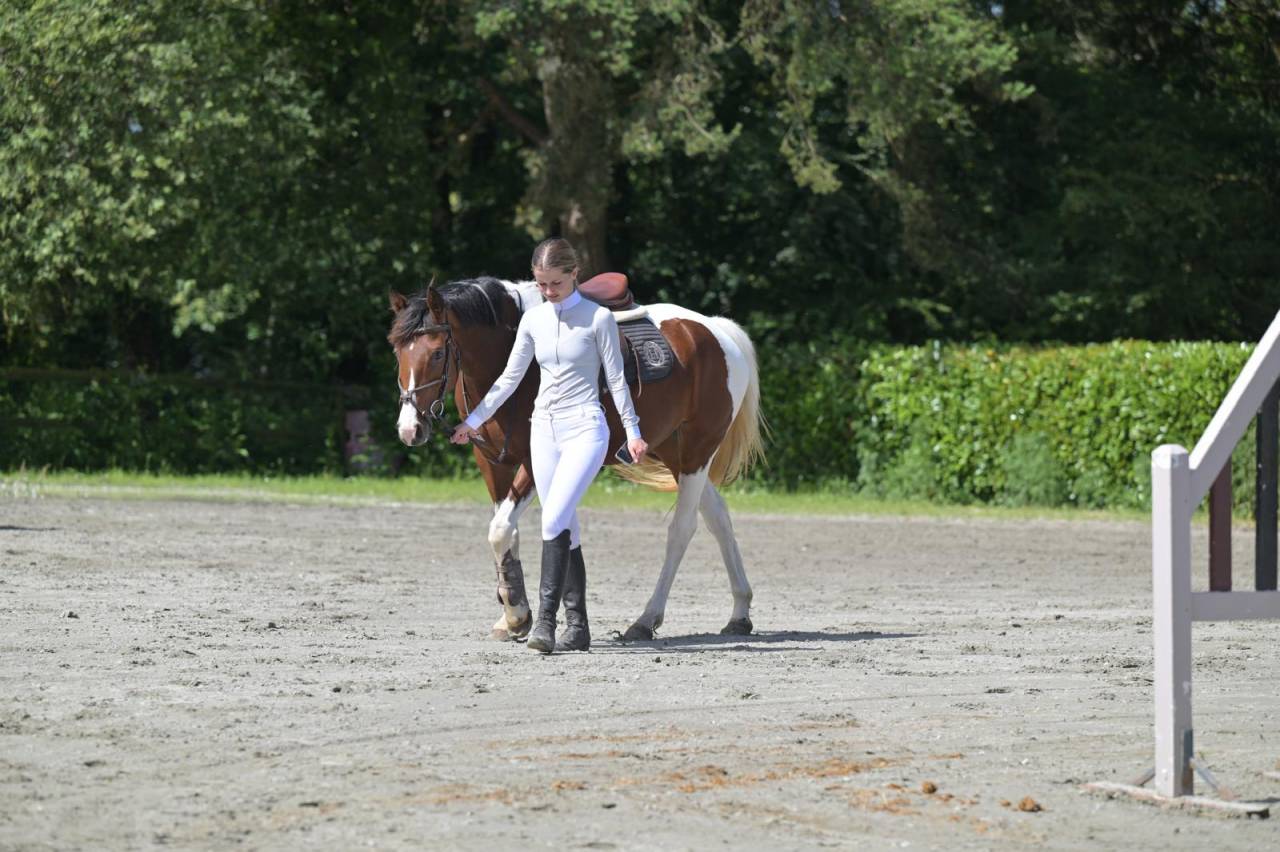 Cavalla Zangersheide In vendita 2021 Pezzato ,  Offspring van den heuval