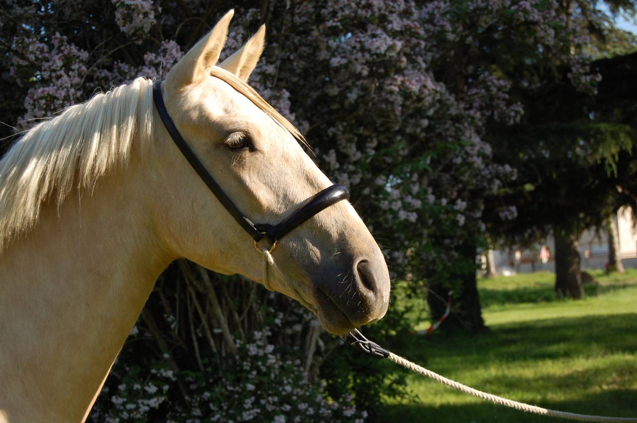 Cavalla PRE Andaluso In vendita 2023 Palomino ,  TREMENDO JL