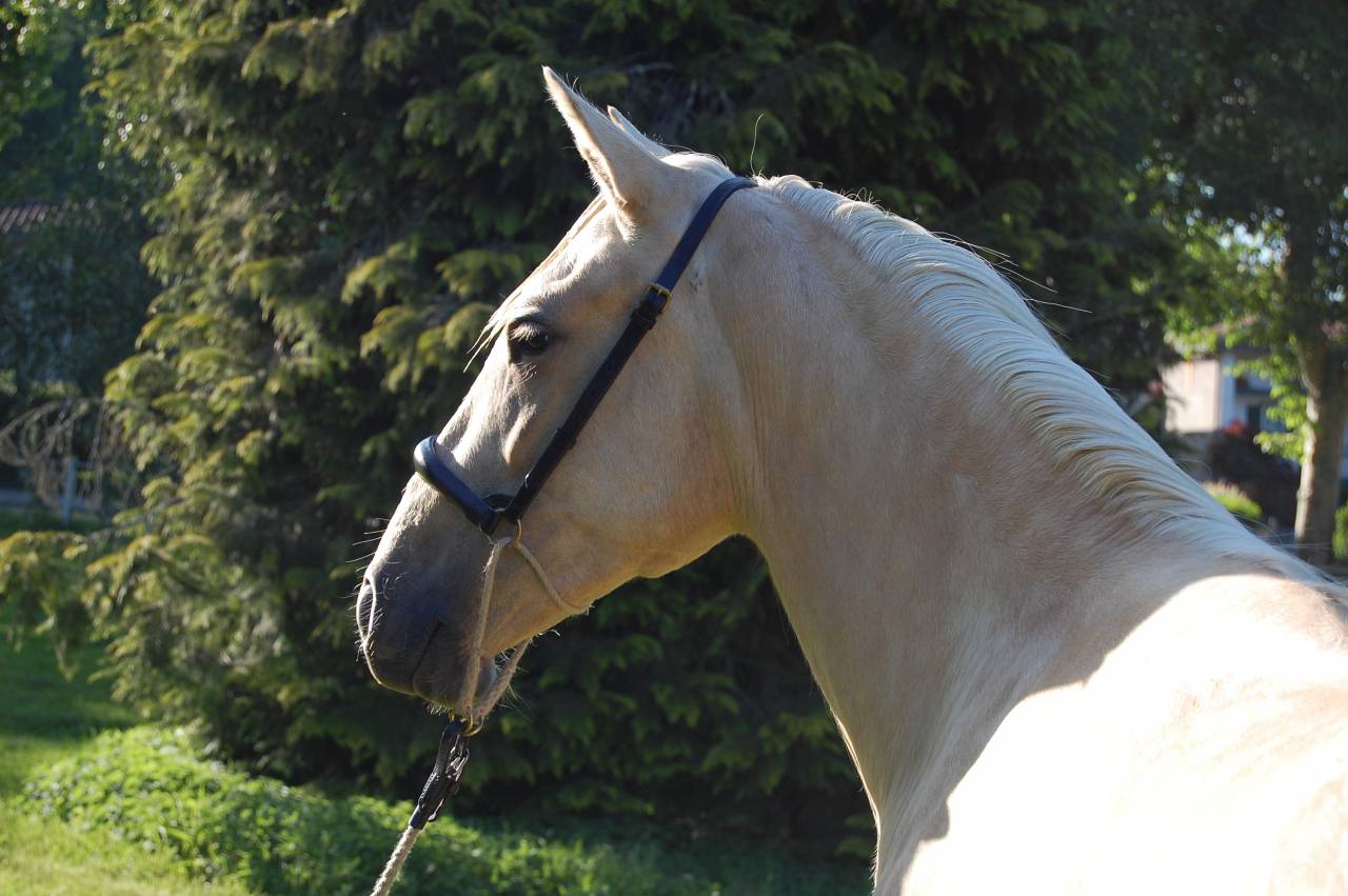 Cavalla PRE Andaluso In vendita 2023 Palomino ,  TREMENDO JL