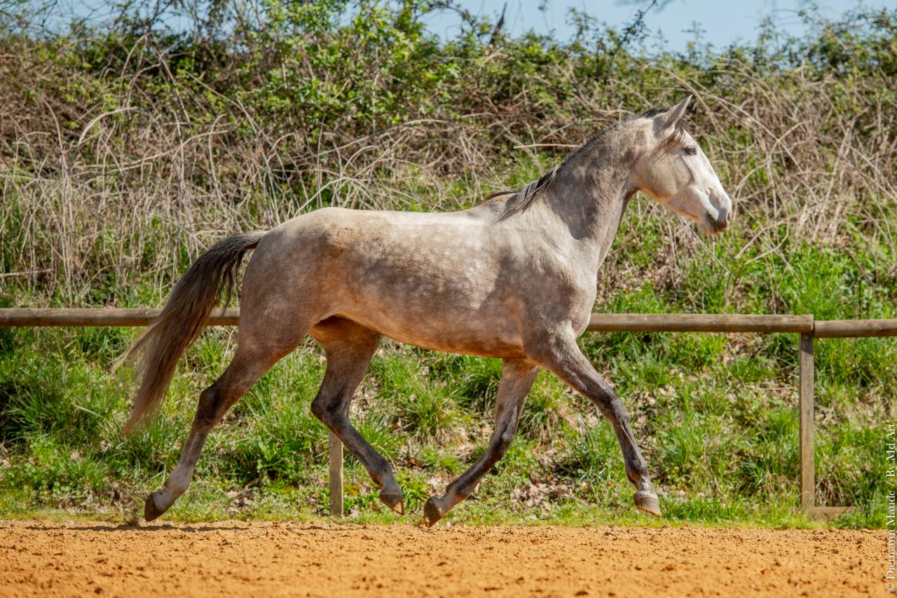 Cavalla Lusitano In vendita 2020 Grigio