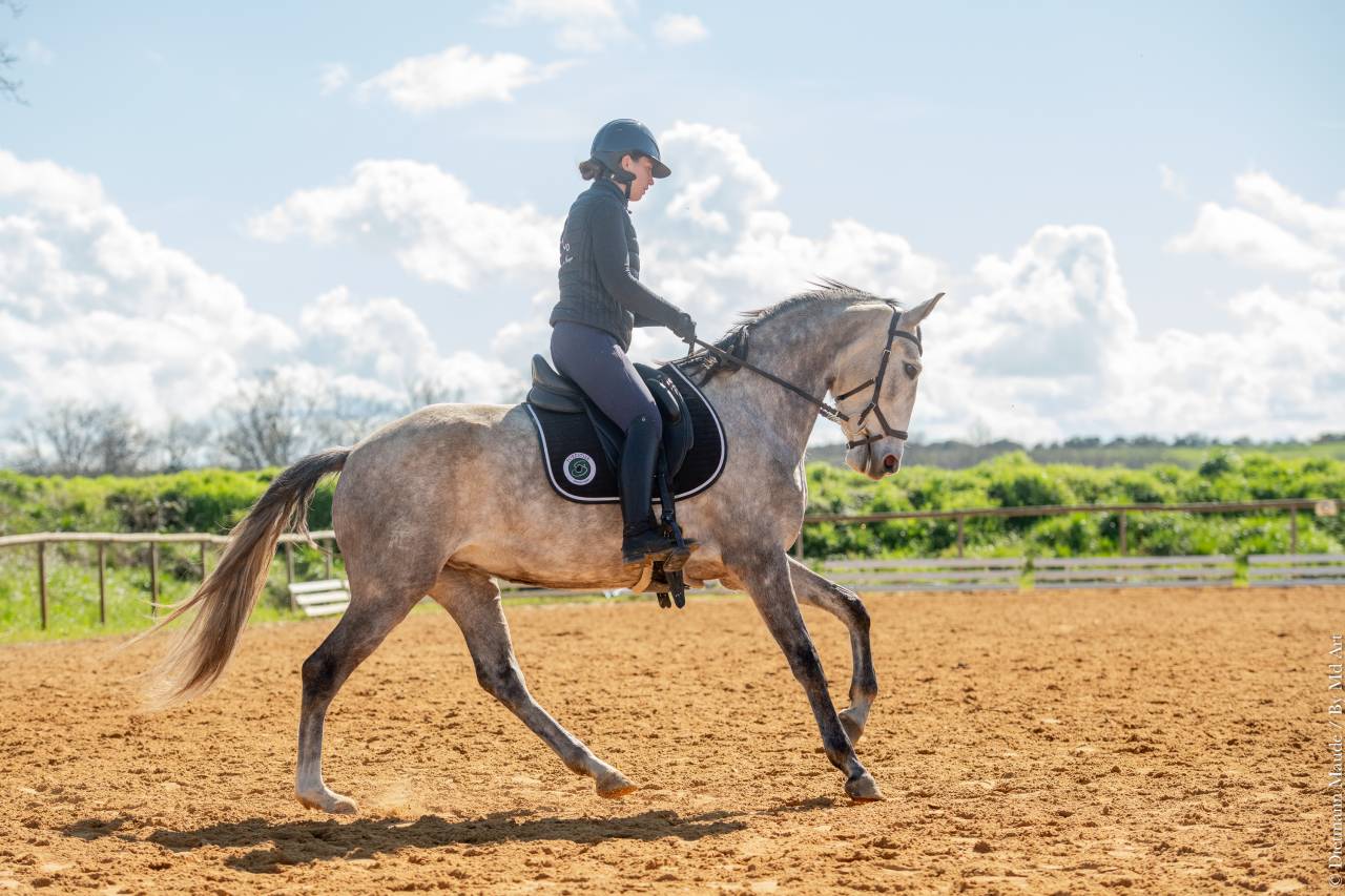 Cavalla Lusitano In vendita 2020 Grigio