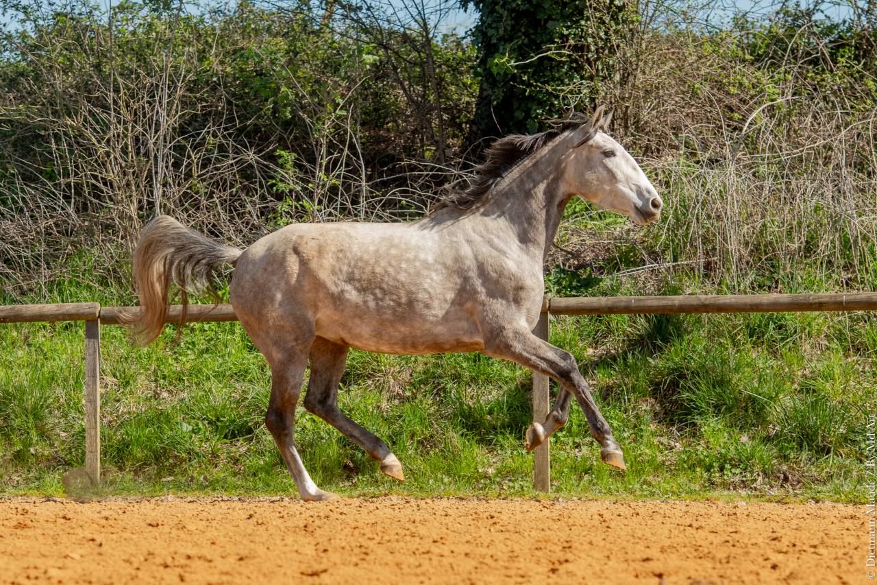 Cavalla Lusitano In vendita 2020 Grigio