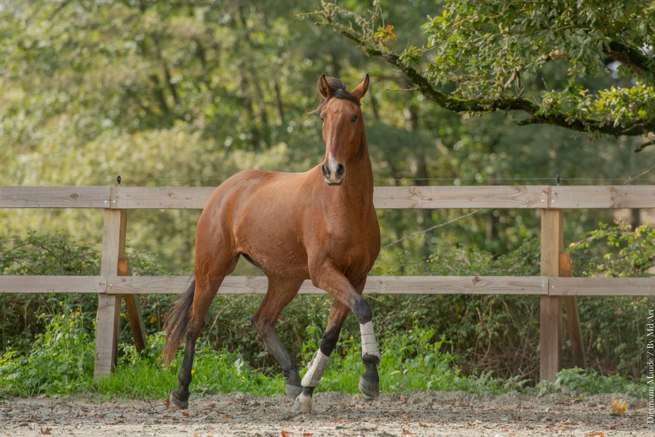 Castrone Lusitano In vendita 2019 Baio