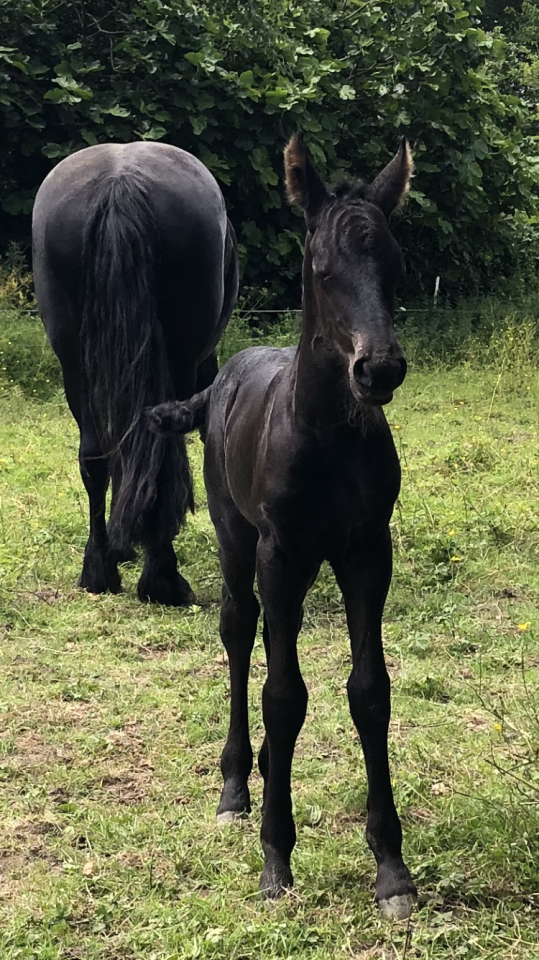 Puledra Frisone In vendita 2026 Nero ,  KEES 531