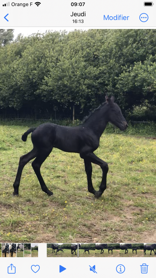 Puledra Frisone In vendita 2026 Nero ,  KEES 531