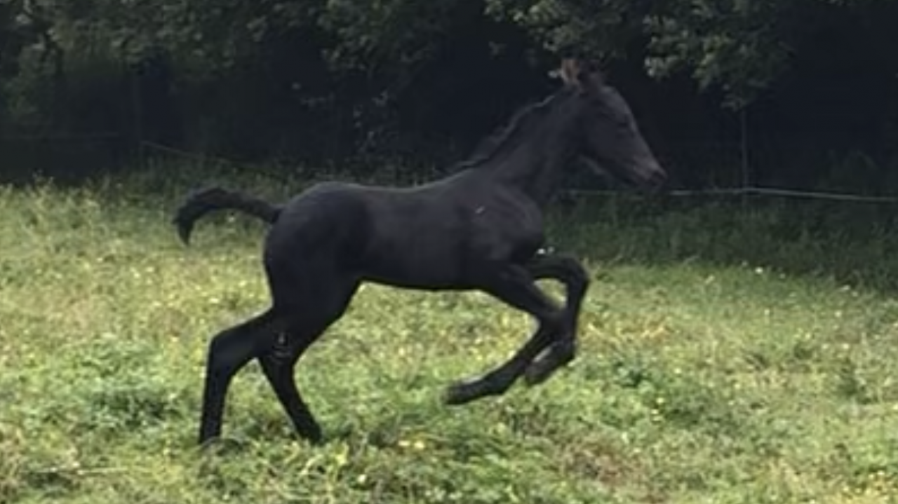 Puledra Frisone In vendita 2026 Nero ,  KEES 531