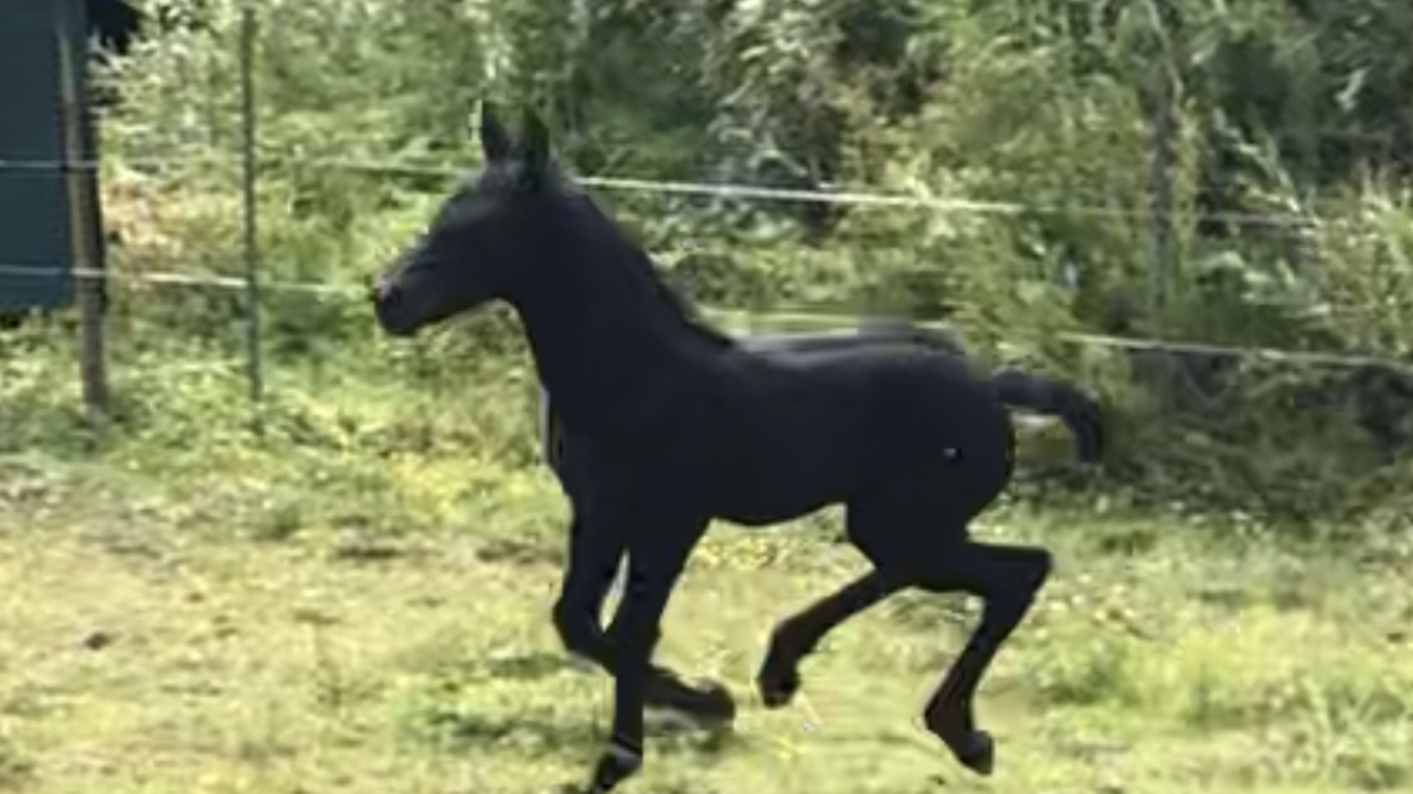 Puledra Frisone In vendita 2026 Nero ,  KEES 531