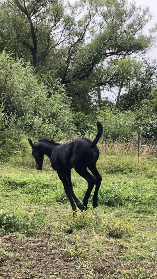 Puledra Frisone In vendita 2026 Nero ,  KEES 531