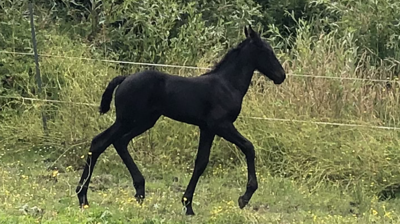 Puledra Frisone In vendita 2026 Nero ,  KEES 531